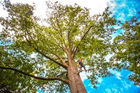 Best Seasonal Cleanup (Spring/Fall)  in Westwood Lakes, FL