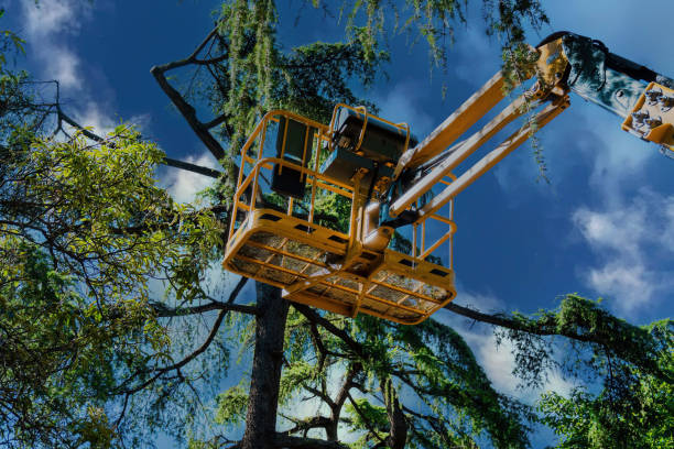 Best Tree Risk Assessment  in Westwood Lakes, FL