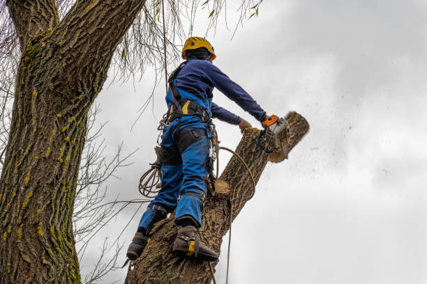 Best Emergency Tree Removal  in Westwood Lakes, FL