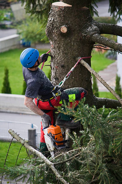 Reliable Westwood Lakes, FL Tree Services Solutions