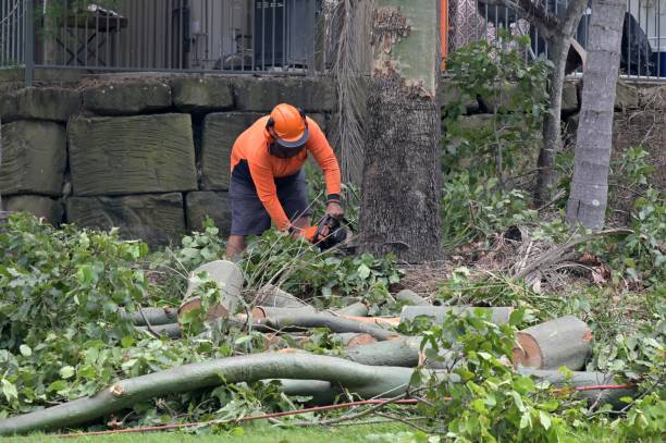 How Our Tree Care Process Works  in  Westwood Lakes, FL